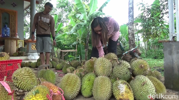 Menikmati Manis Legit Durian Oranye Lereng Gunung Semeru