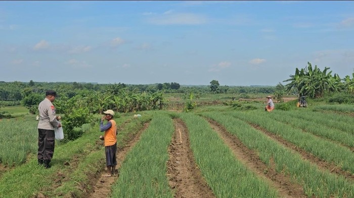 petani di bojonegoro