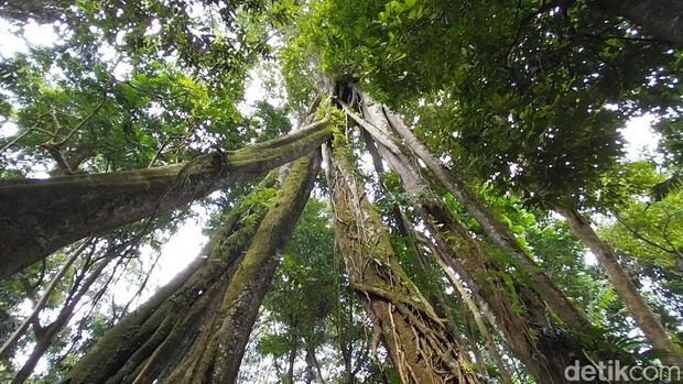 Pohon Berkaki Delapan di Majalengka