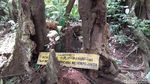 Pohon Unik di Majalengka, Punya Delapan Kaki
