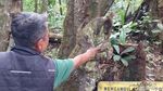 Pohon Unik di Majalengka, Punya Delapan Kaki