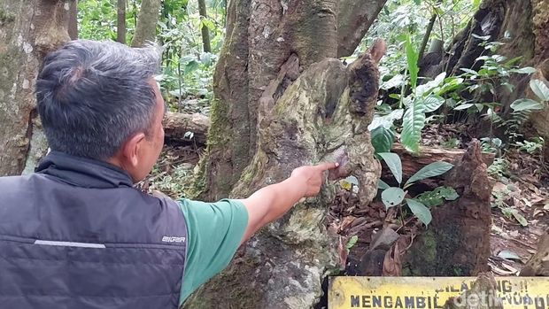 Pohon Berkaki Delapan di Majalengka