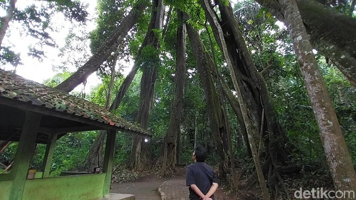 Pohon Berkaki Delapan di Majalengka