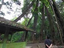 Aneh bin Ajaib, Ada Pohon Berkaki Delapan di Majalengka