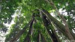 Pohon Unik di Majalengka, Punya Delapan Kaki
