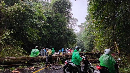 Pohon tumbang di Jalur Wisata menuju Sembalun Lombok Timur,  Sabtu (8/2/2025). ( Dok. Rasyid Rido/Warga)