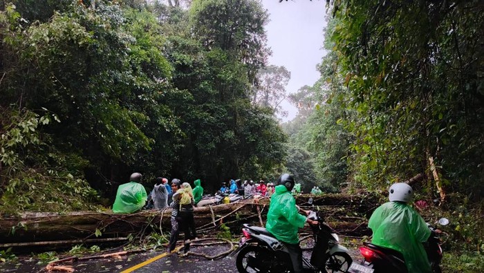 Pohon tumbang di Jalur Wisata menuju Sembalun Lombok Timur,  Sabtu (8/2/2025). ( Dok. Rasyid Rido/Warga)