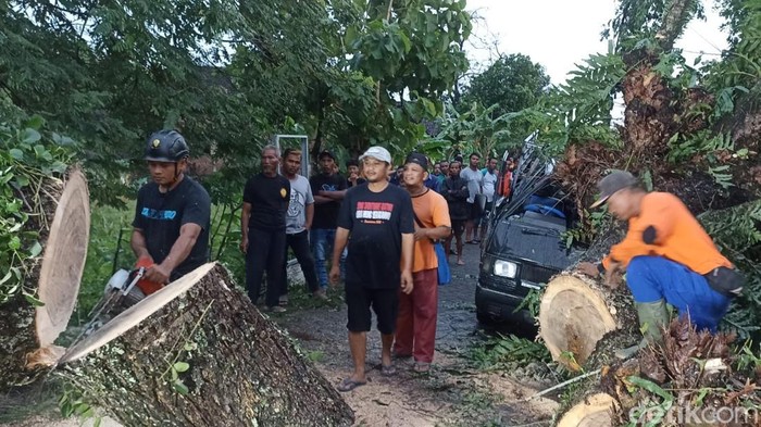pohon tumbang timpa pikap di ngawi