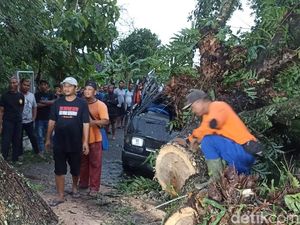 Pohon Tumbang Timpa Pikap di Ngawi, 3 Orang Luka