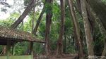 Pohon Unik di Majalengka, Punya Delapan Kaki