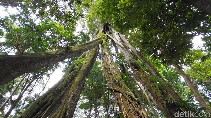Pohon Unik di Majalengka