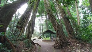 Fenomena Langka! Misteri Pohon Berkaki Delapan di Majalengka
