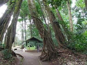 Fenomena Langka! Misteri Pohon Berkaki Delapan di Majalengka