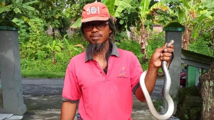 Relawan menunjukkan ular kobra Jawa yang ditangkap di Cawas, Klaten, Sabtu (8/2/2025).