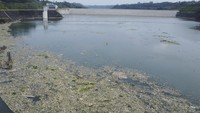 Sampah itu menimbulkan bau tak sedap serta mencemari ekosistem sungai. 