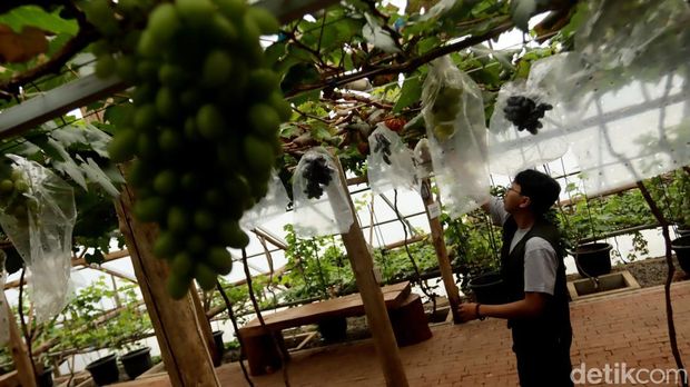 Anggur dari Kebun Anggur Firizco di Cisarua, Bandung Barat
