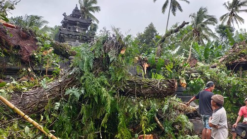 Hujan ekstrem mengakibatkan sejumlah pohon tumbang di Bangli, Minggu (9/2/2025).