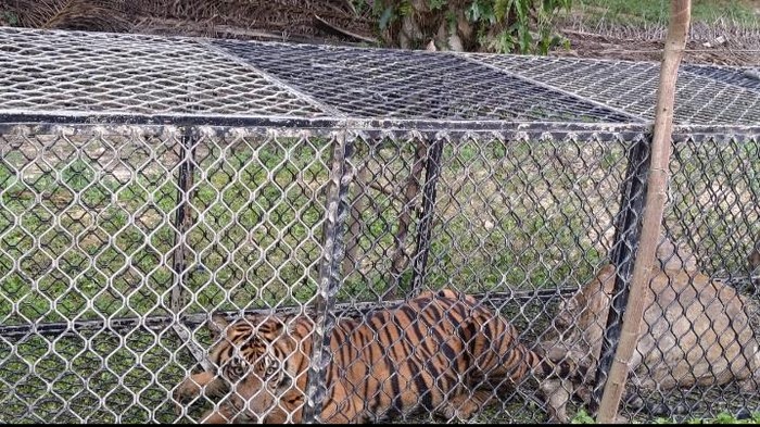Harimau di Aceh Timur ditangkap