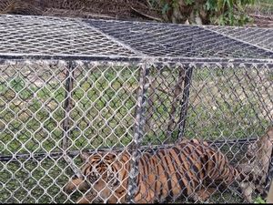 Akhirnya Harimau yang Resahkan Warga Aceh Timur Berhasil Masuk Perangkap