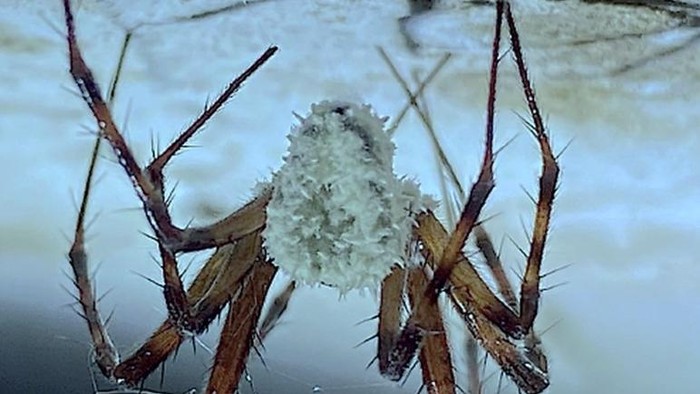 jamur Gibellula attenboroughi bisa menginfeksi laba-laba Metellina merianae dan Meta menardi.