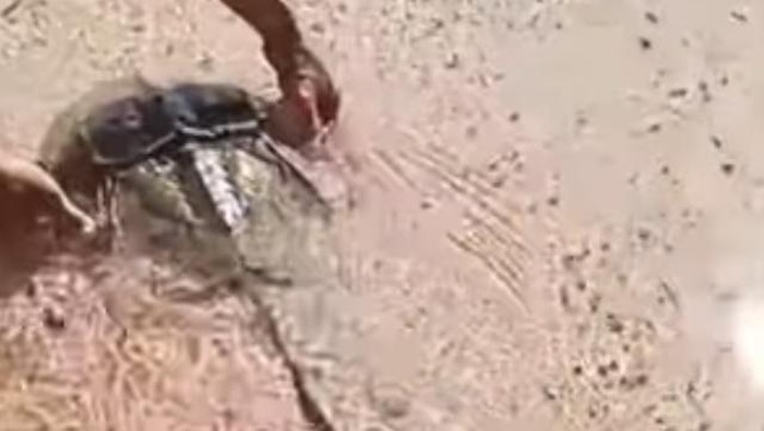 Viral di media sosial kepiting tapal kuda yang merupakan hewan purba muncul di pesisir pantai Kabupaten Gorontalo Utara.