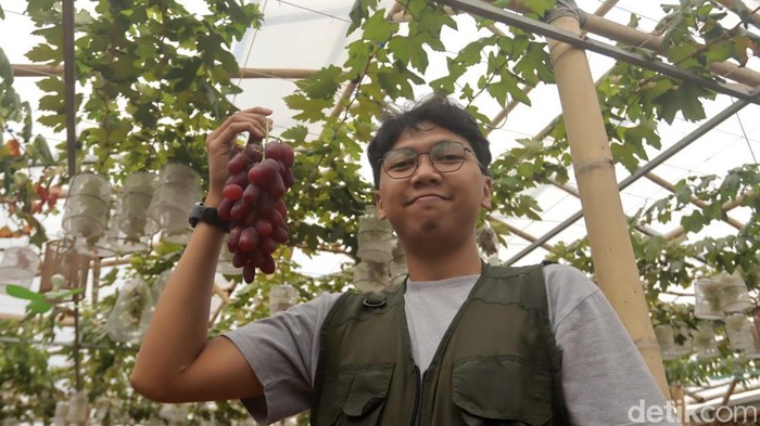 Owner Kebun Anggur Firizco Muhammad Daffa Bagaskara