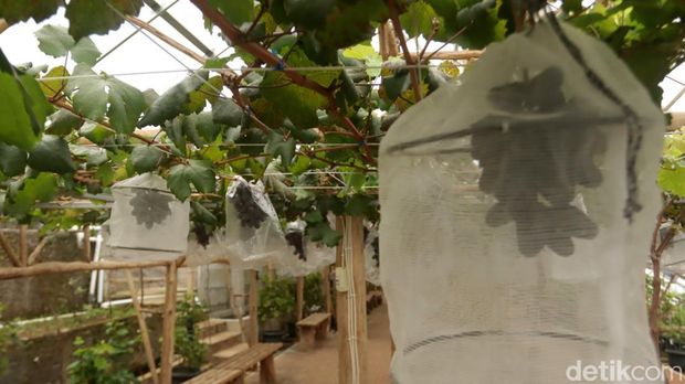Owner Kebun Anggur Firizco Muhammad Daffa Bagaskara