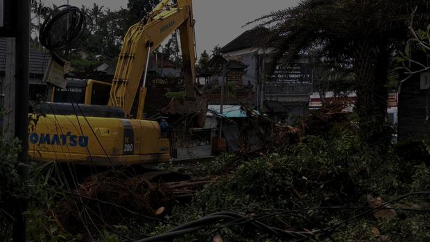 Pembersihan pohon beringin tumbang yang lumpuhkan akses utama Petang-Denpasar, di Darmasaba, Badung, Minggu petang. (Agus Eka/detikBali)