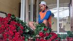 Permintaan Bunga Mawar di Kota Batu Meningkat Jelang Valentine