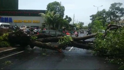 Pohon tumbang menutupi jalan di depan Krisna Oleh-oleh Bali, tepatnya di Jalan Bypass Ngurah Rai, Kuta, Badung, Bali, Minggu (9/2/2035). (Foto: Dok. Istimewa)