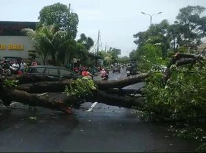Hati-hati, Pohon Tumbang di Depan Krisna Oleh-oleh Kuta Siang Ini!