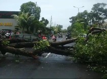 Hati-hati, Pohon Tumbang di Depan Krisna Oleh-oleh Kuta Siang Ini!