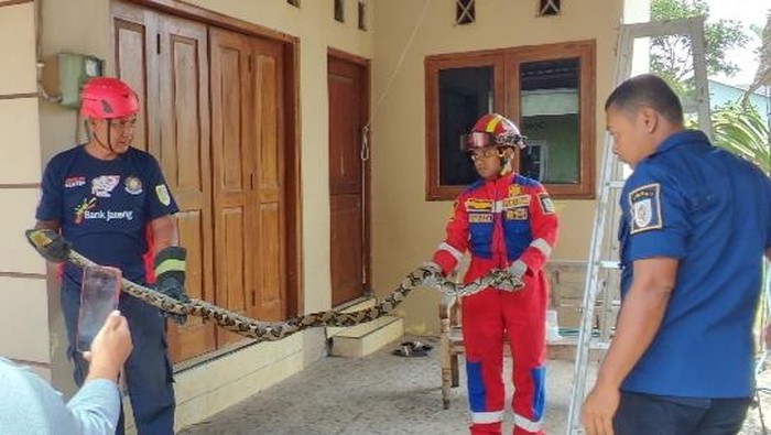 Tim Damkar Klaten mengevakuasi piton di atap rumah warga Tegalyoso, Klaten Selatan, Minggu (9/2/2025).