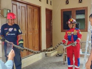 Ini 6 Tanda-tanda Ada Ular di Lingkungan Rumah, Kenali dan Pahami Yuk!