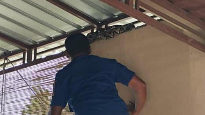 Tim Damkar Klaten mengevakuasi piton di atap rumah warga Tegalyoso, Klaten Selatan, Minggu (9/2/2025).