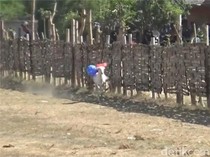 Seru! Tradisi Karapan Kambing Lumajang Jadi Ajang Silaturahmi Peternak