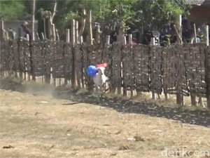 Seru! Tradisi Karapan Kambing Lumajang Jadi Ajang Silaturahmi Peternak