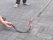 Ular Kobra 1 Meter Muncul di Selokan Rumah Bikin Geger Warga