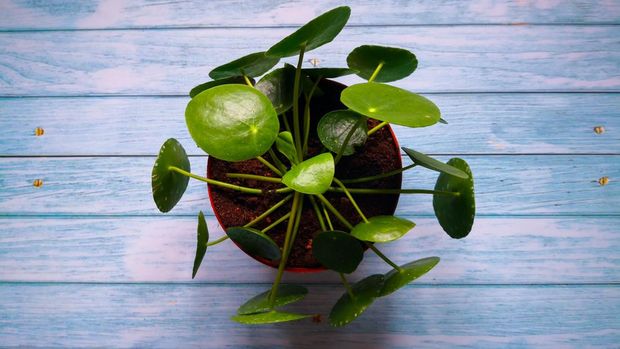 Chinese money plant (Pilea peperomioides) shot on blue wooden surface. From above, top view, flat lay. Botanical background.