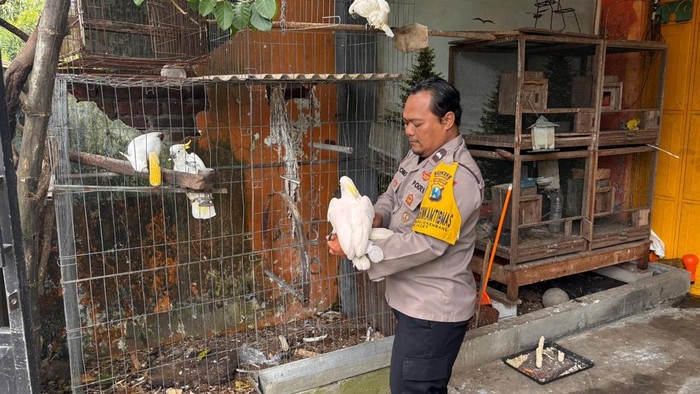 Aipda Achmad Sodiq melestarikan burung kakaktua