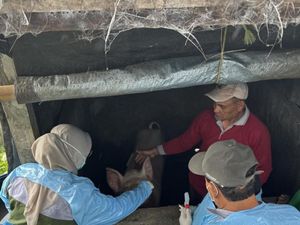 Babi Mati Massal Pernah Terjadi di Pasuruan pada 2022, Ini Penyebabnya