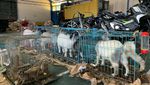 Ini Motor Bekas hingga Kambing yang Diselundupkan ke RI dari Thailand