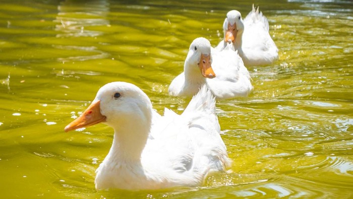 Bebek