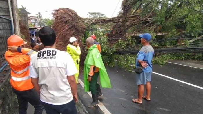 BPBD Bali saat penanganan dampak pohon tumbang di Badung Bali, Minggu (9/2/2025). ANTARA/Ni Putu Putri Muliantari.
