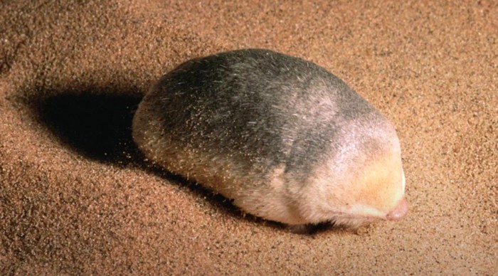 De Wintons golden mole atau tikus tanah De Winton