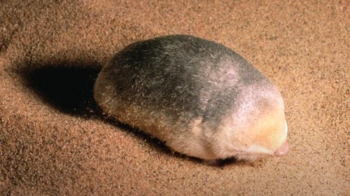 De Wintons golden mole atau tikus tanah De Winton