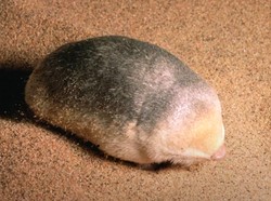 Tikus Tanah Emas Dikira Punah Muncul Lagi Setelah Hampir 90 Tahun