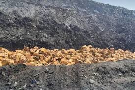 Duh! 60 Ton Durian Dikubur Gegara Mengandung Pewarna Kuning