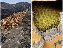 Duh! 60 Ton Durian Dikubur Gegara Mengandung Pewarna Kuning