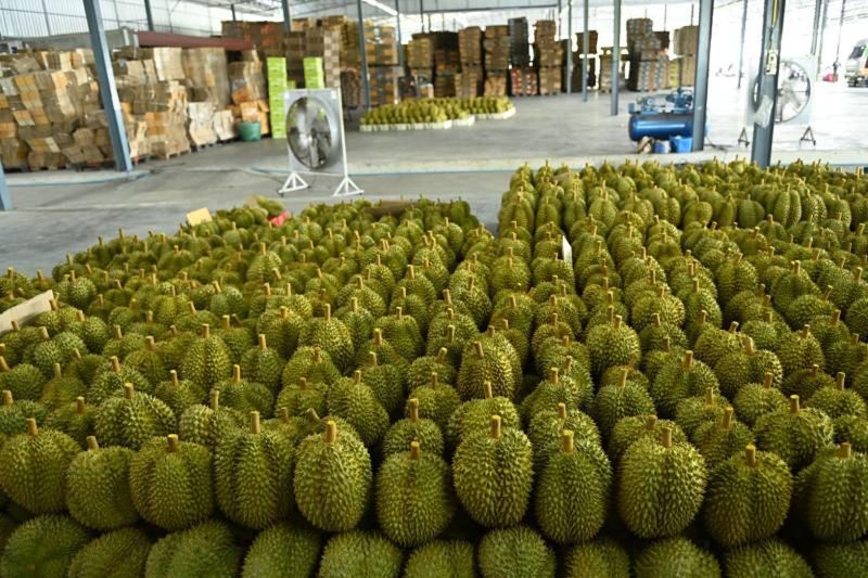 Duh! 60 Ton Durian Dikubur Gegara Mengandung Pewarna Kuning